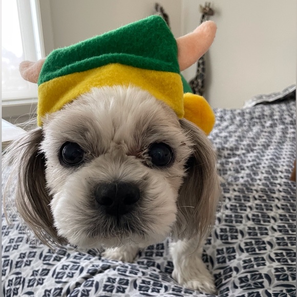 4 Small dog Halloween costumes - Picture 8 of 14